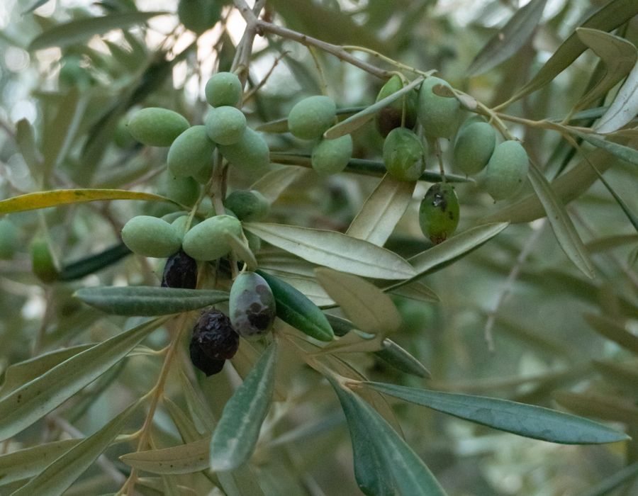 Ege’de zeytin ağaçları ve zeytinyağı
